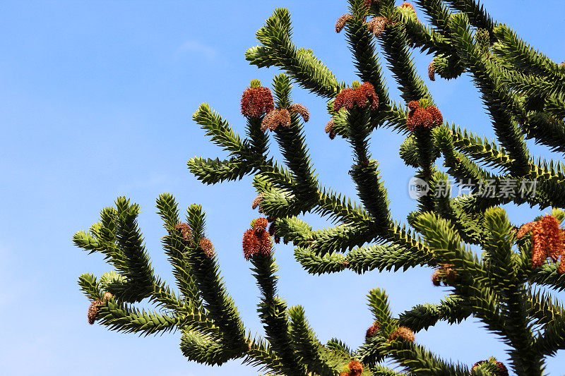 猴子拼图树的种子-球果(智利松树/ Araucaria araucana)